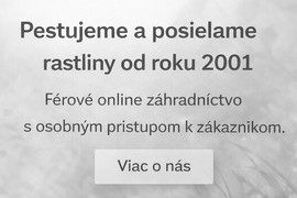 O n&aacute;s
